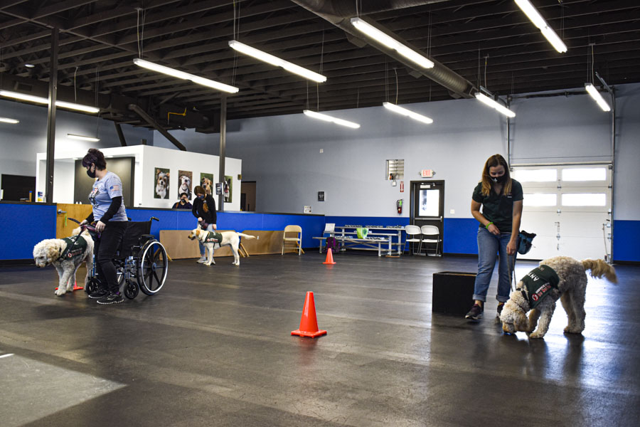 Anthem Service Dogs serve people with disabilities The TCC Connection