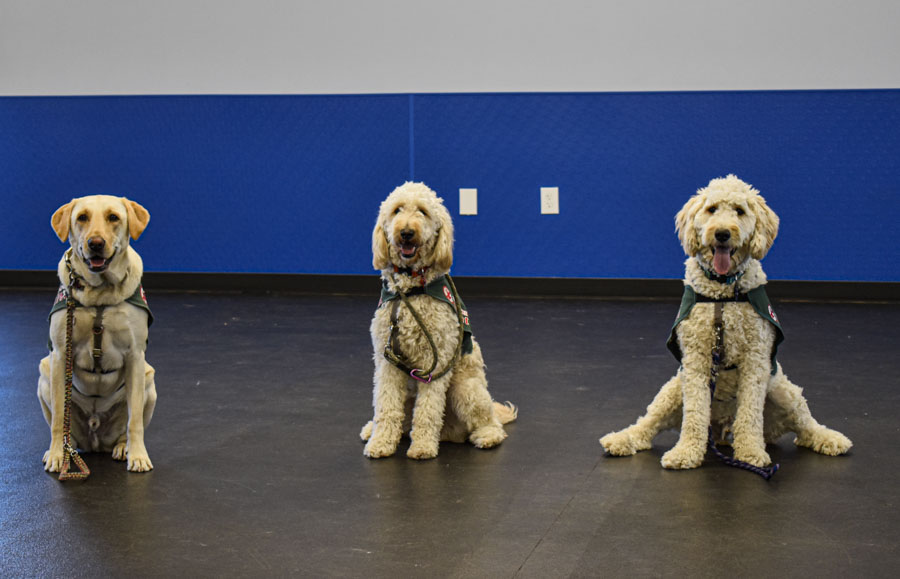 Anthem Service Dogs serve people with disabilities The TCC Connection