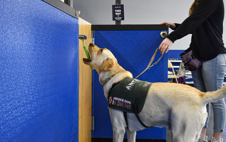 Anthem Service Dogs serve people with disabilities The TCC Connection