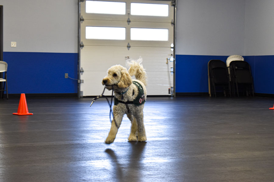Anthem Service Dogs serve people with disabilities The TCC Connection