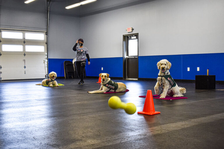Anthem Service Dogs serve people with disabilities The TCC Connection
