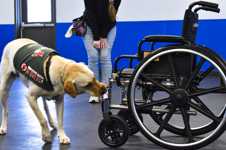 Anthem Service Dogs serve people with disabilities The TCC Connection