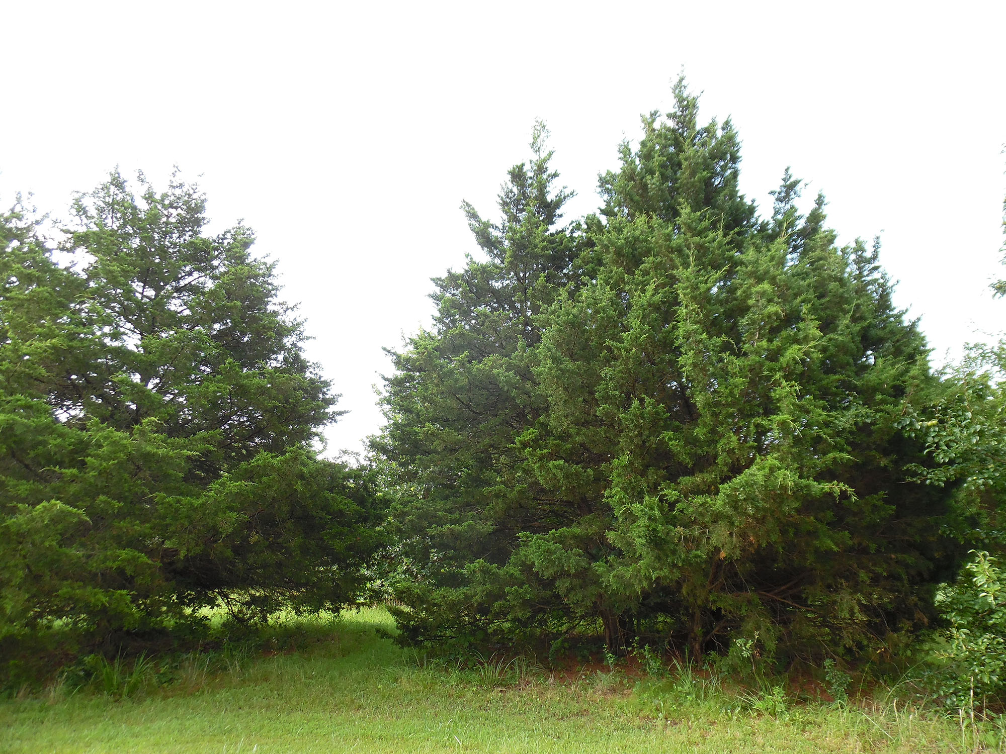 Cedar trees withstand extreme weather in Oklahoma The TCC Connection