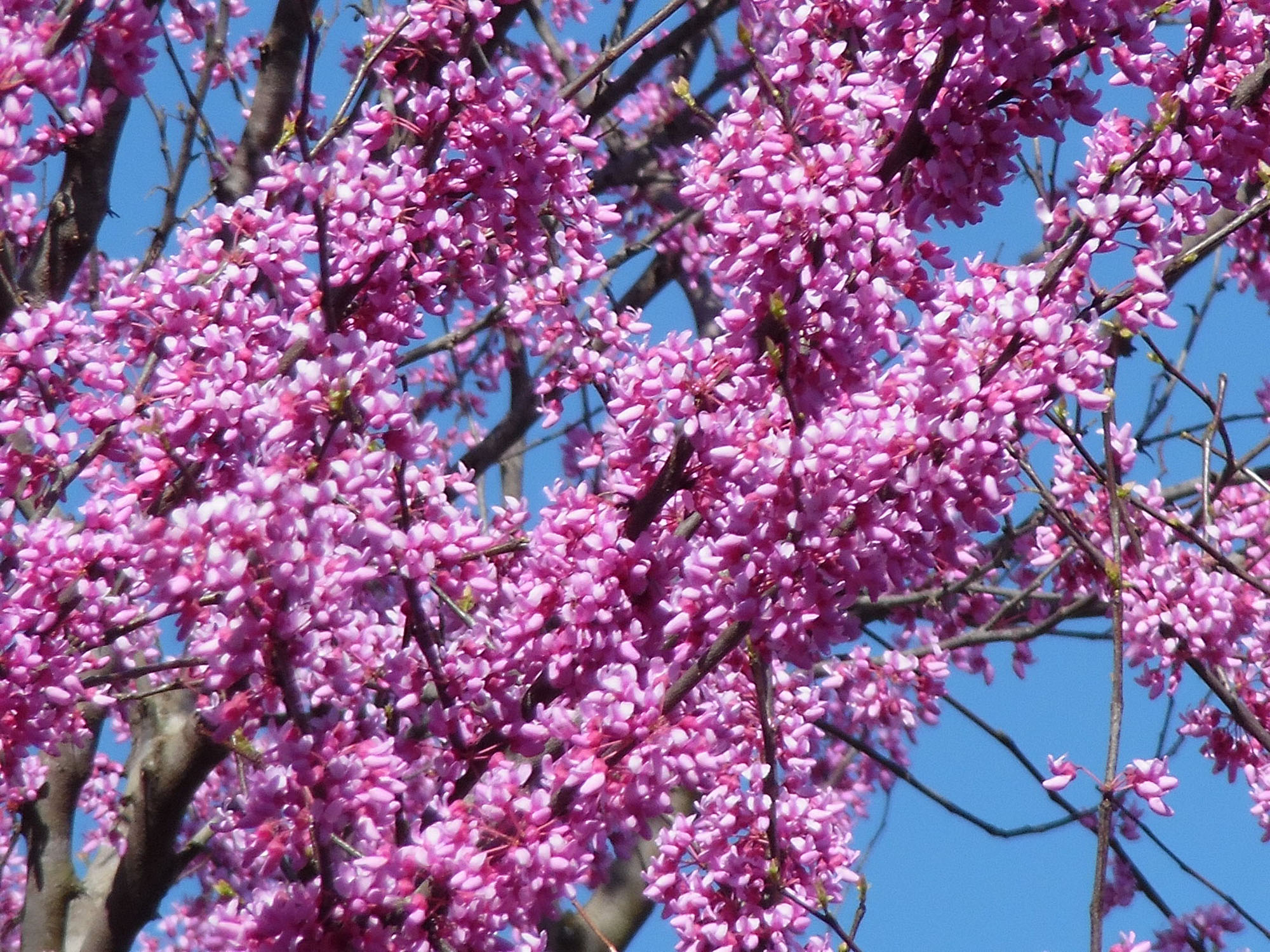 Oklahoma Spring Early spring is a season of blooming in Oklahoma – The TCC Connection